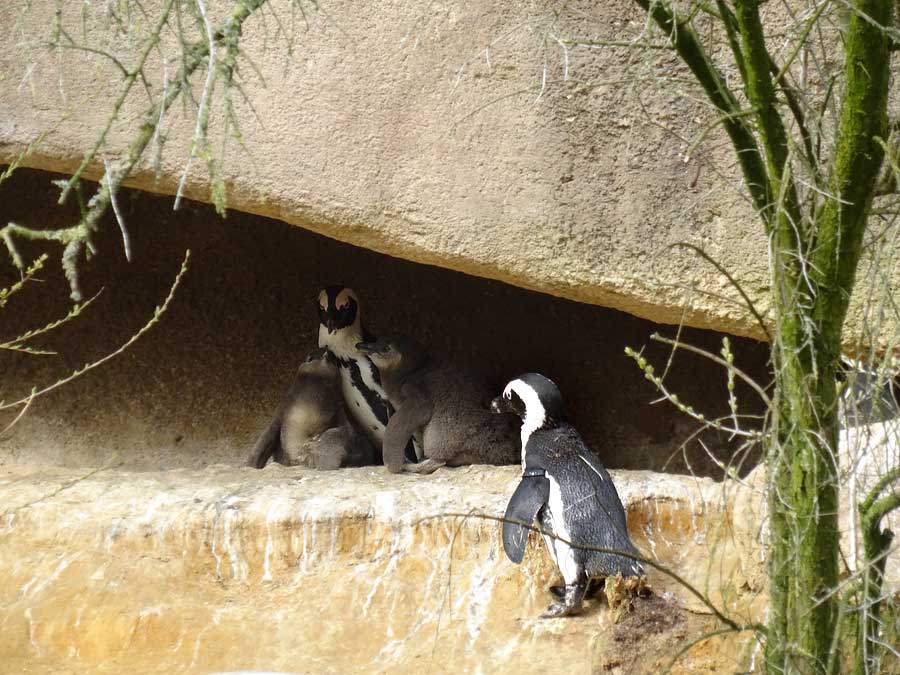 Brillenpinguine mit Jungtieren im Zoo Wuppertal im April 2015