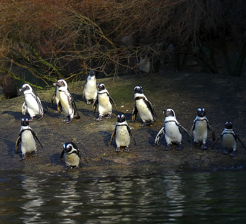 Brillenpinguingruppe im Dezember 2015 im Grünen Zoo Wuppertal