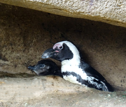 Brillenpinguin-Nachwuchs am 27. Dezember 2015 im Grünen Zoo Wuppertal