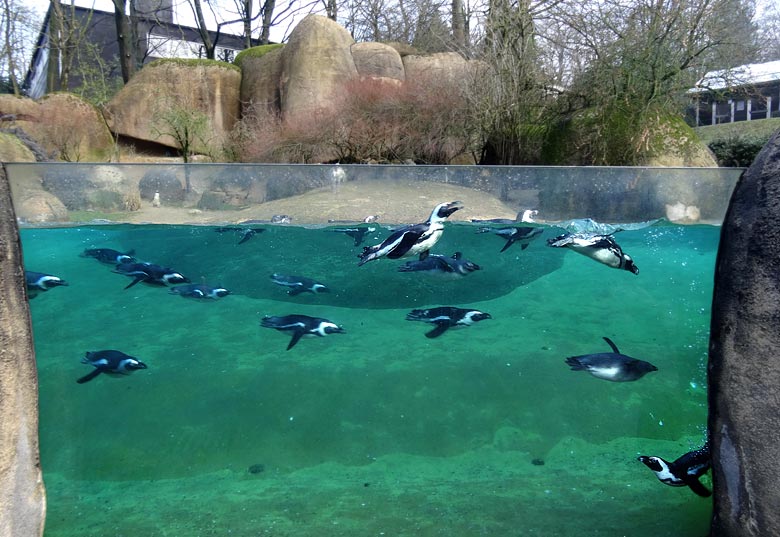 Brillenpinguine am 6. März 2016 im Zoologischen Garten der Stadt Wuppertal