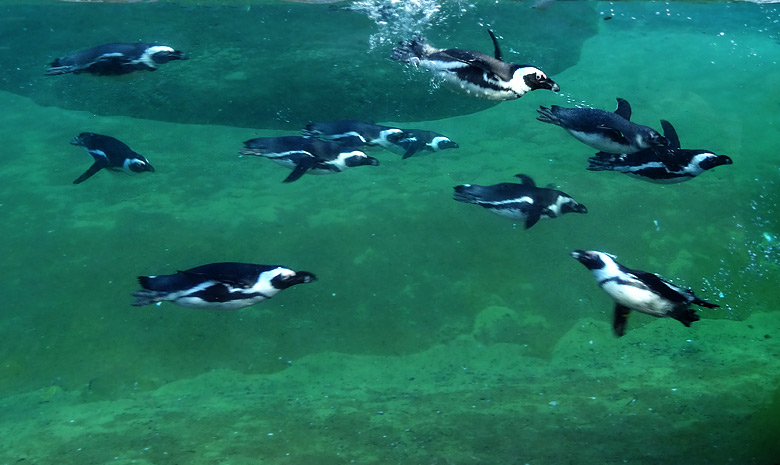 Brillenpinguine am 6. März 2016 im Zoo Wuppertal