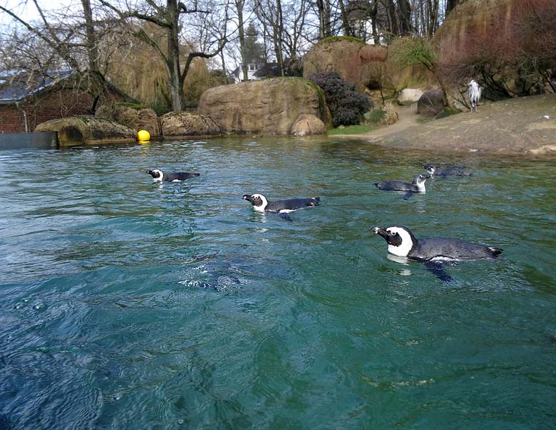 Gelber Ball in der Anlage der Brillenpinguine am 6. März 2016 im Wuppertaler Zoo