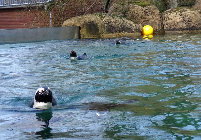 Gelber Ball in der Anlage der Brillenpinguine am 6. März 2016 im Grünen Zoo Wuppertal