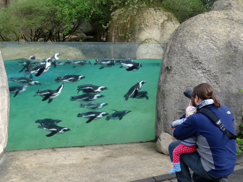 Brillenpinguine im April 2016 im Zoologischen Garten der Stadt Wuppertal