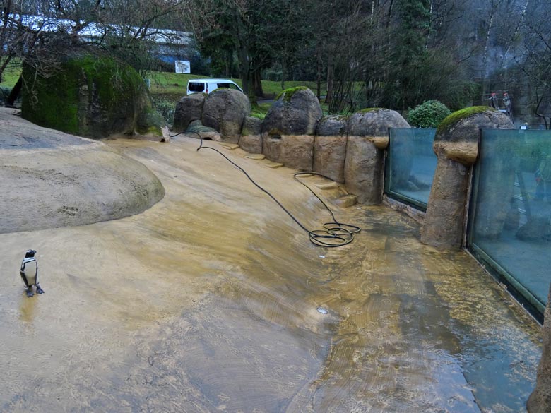 Brillenpinguin-Anlage ohne Wasser am 22. Dezember 2016 im Zoo Wuppertal