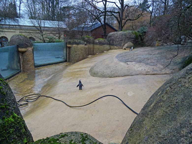 Brillenpinguin-Anlage ohne Wasser am 22. Dezember 2016 im Wuppertaler Zoo