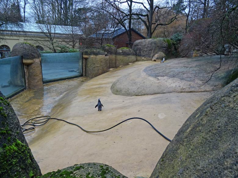 Brillenpinguin-Anlage ohne Wasser am 22. Dezember 2016 im Wuppertaler Zoo