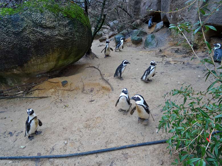 Brillenpinguine am 22. Dezember 2016 im Grünen Zoo Wuppertal