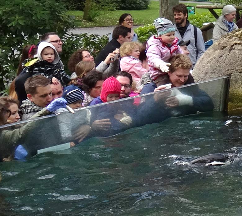 Pinguintag am 23. April 2017 im Zoologischen Garten der Stadt Wuppertal