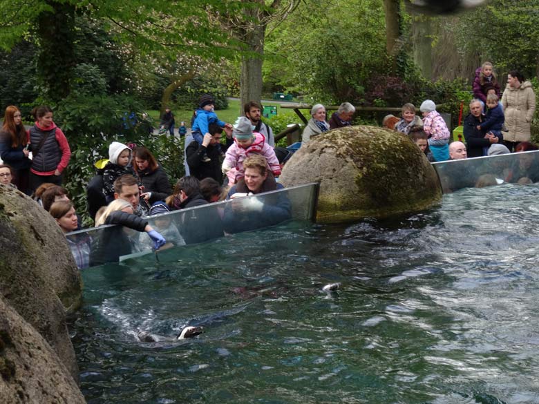 Pinguintag am 23. April 2017 im Grünen Zoo Wuppertal