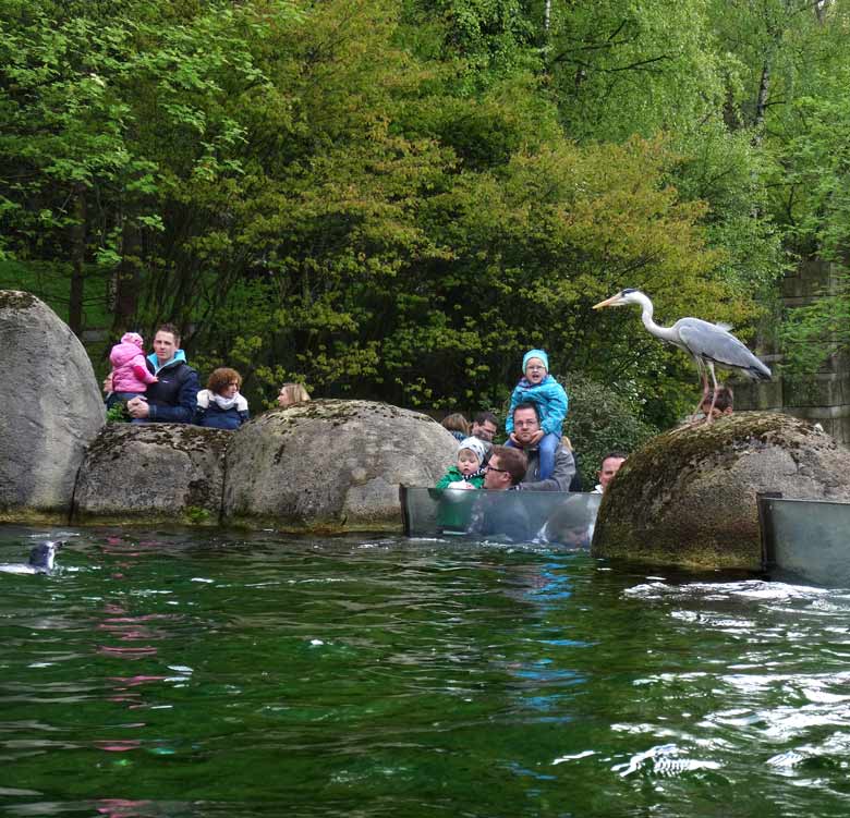 Pinguintag am 23. April 2017 im Zoologischen Garten Wuppertal