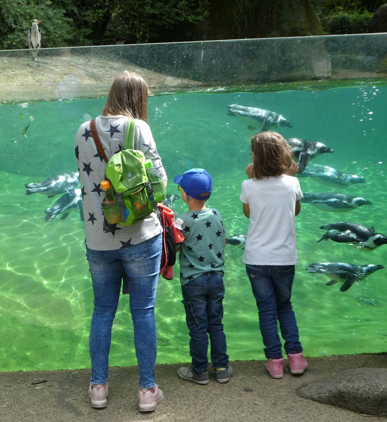 Brillenpinguine am 30. Juli 2017 im Zoologischen Garten der Stadt Wuppertal