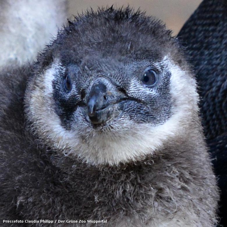 Junger Pinguin vor einigen Jahren im Zoologischen Garten der Stadt Wuppertal (Pressefoto Claudia Philipp / Der Grüne Zoo Wuppertal)