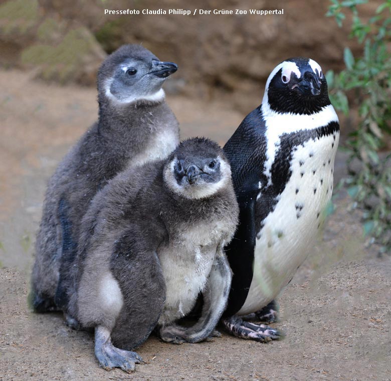 Brillenpinguin mit zwei Jung-Pinguinen vor einigen Jahren im Wuppertaler Zoo (Pressefoto Claudia Philipp / Der Grüne Zoo Wuppertal)