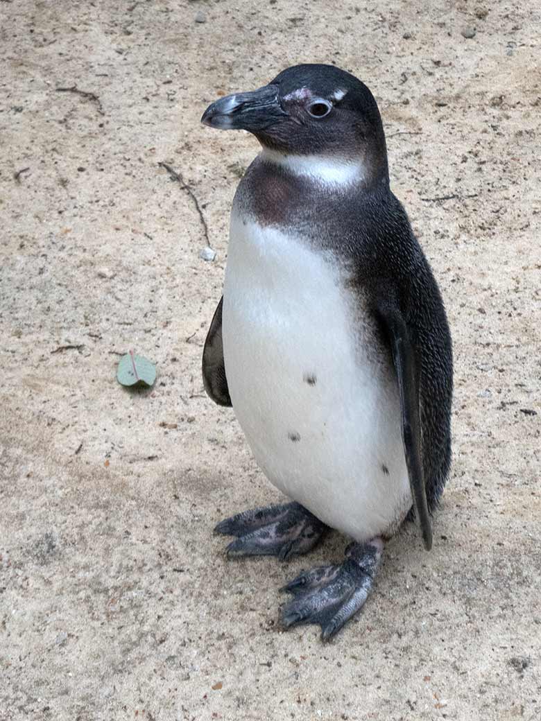 Brillenpinguin am 17. März 2019 auf der Außenanlage im Grünen Zoo Wuppertal