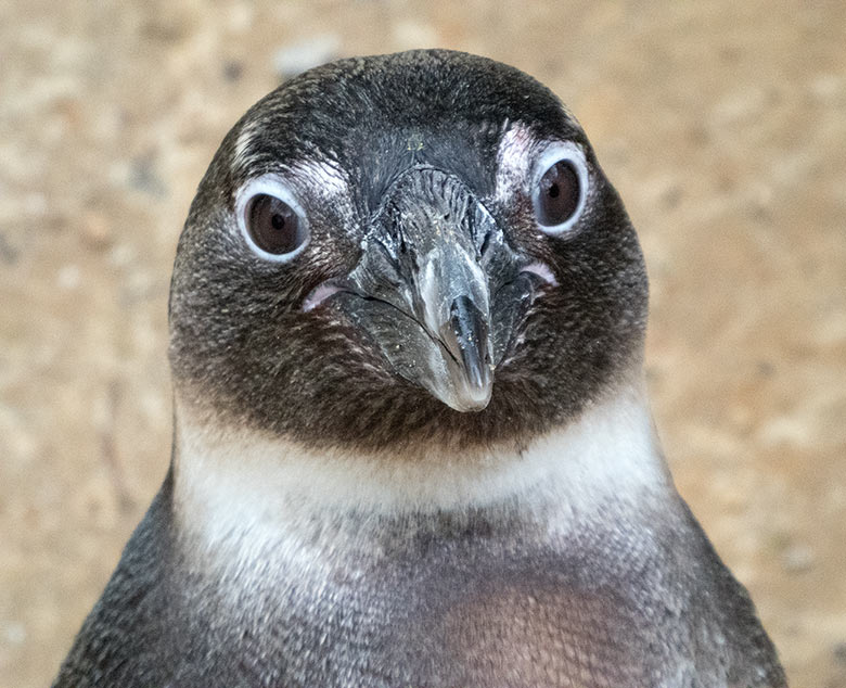 Brillenpinguin am 17. März 2019 auf der Außenanlage im Wuppertaler Zoo