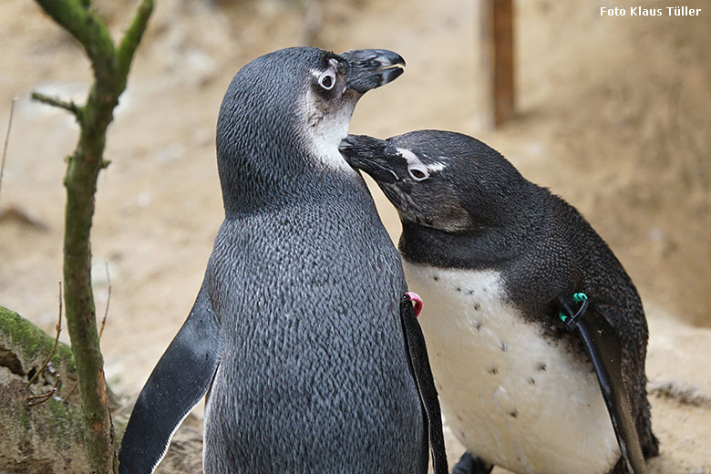 Brillenpinguine am 12. April 2019 auf der Außenanlage im Grünen Zoo Wuppertal (Foto Klaus Tüller)