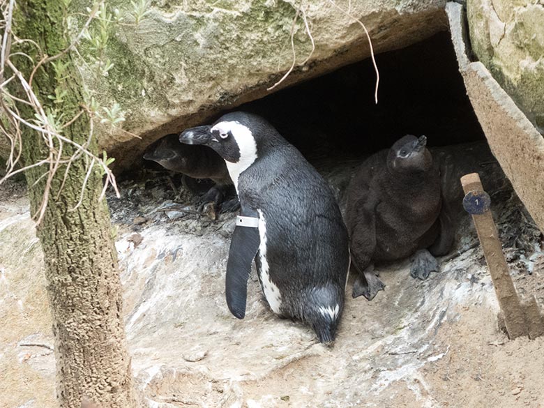 Brillenpinguin mit zwei Jungtieren am 13. April 2019 auf der Außenanlage im Zoologischen Garten der Stadt Wuppertal