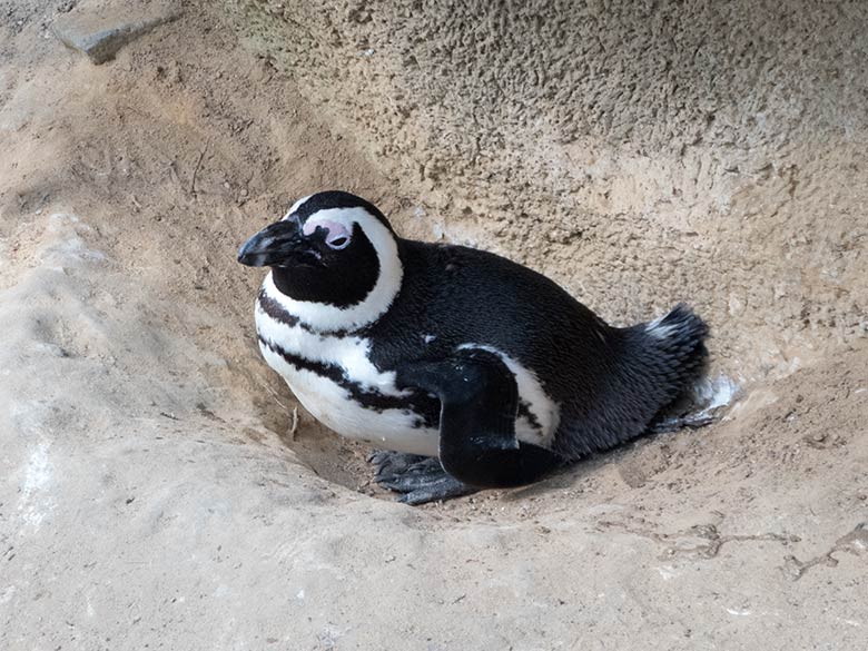 Brillenpinguin am 15. April 2019 auf der Außenanlage im Zoologischen Garten Wuppertal