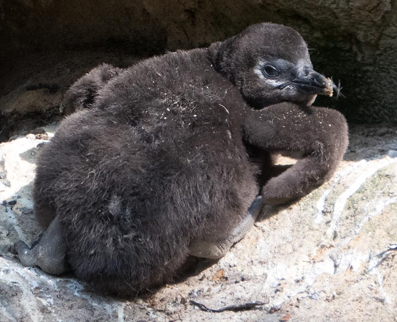 Junger Brillenpinguin am 15. April 2019 auf der Außenanlage im Zoo Wuppertal