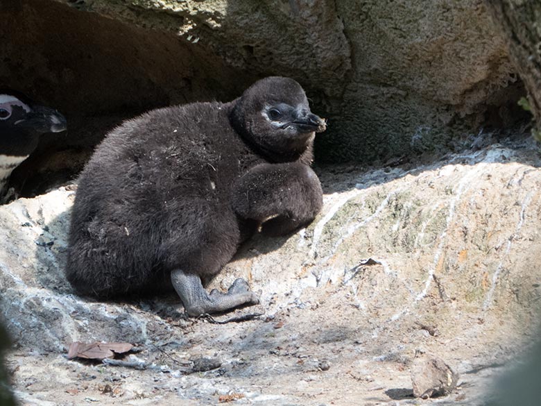 Brillenpinguin-Jungtier am 15. April 2019 auf der Außenanlage im Grünen Zoo Wuppertal