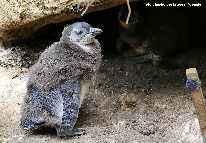 Junger Brillenpinguin in der Mauser am 29. April 2019 im Außengehege im Grünen Zoo Wuppertal (Foto Claudia Böckstiegel-Wengler)