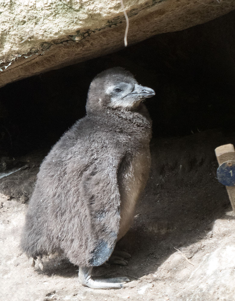 Brillenpinguin-Küken am 29. April 2019 im Außengehege im Wuppertaler Zoo