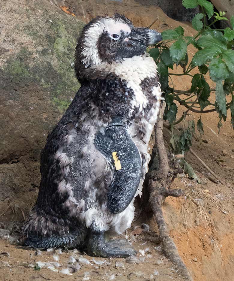 Brillenpinguin in der Mauser am 13. Juli 2019 auf der Außenanlage der Brillenpinguine im Grünen Zoo Wuppertal