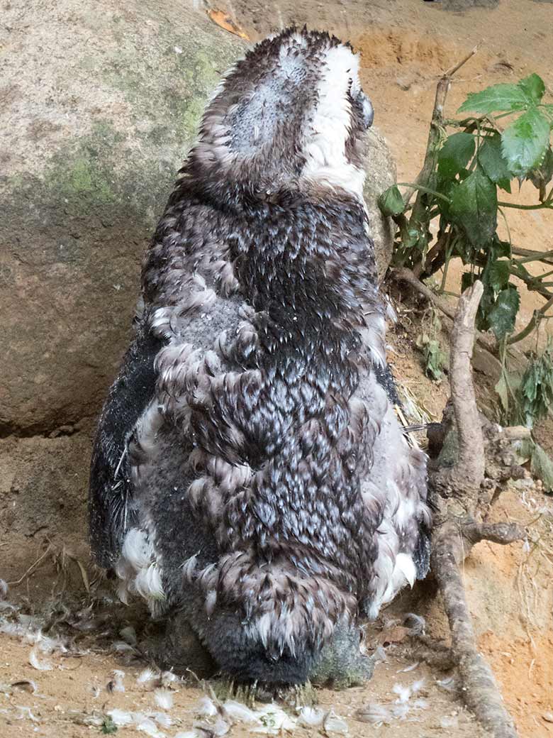 Brillenpinguin in der Mauser am 13. Juli 2019 auf der Außenanlage der Brillenpinguine im Zoologischen Garten Wuppertal