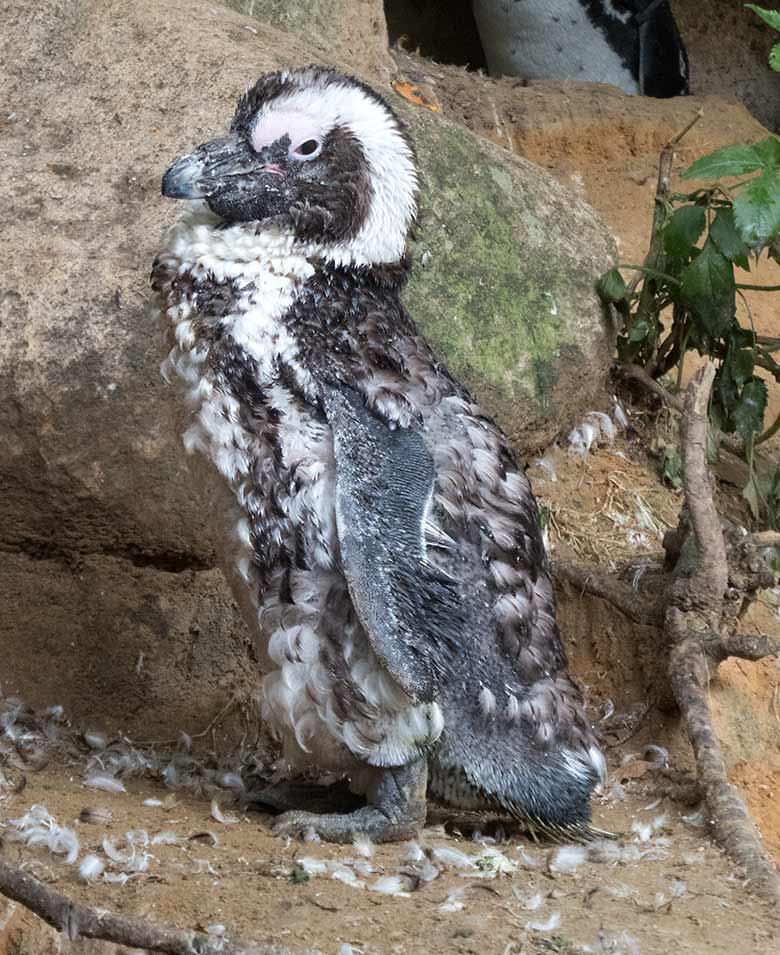 Brillenpinguin in der Mauser am 13. Juli 2019 auf der Außenanlage der Brillenpinguine im Zoo Wuppertal