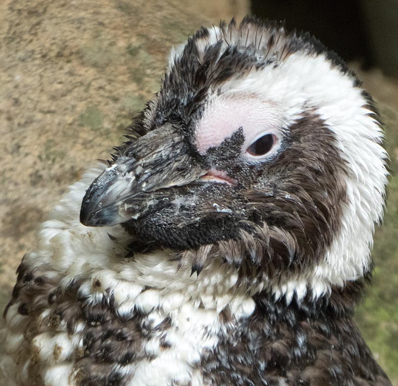 Brillenpinguin in der Mauser am 13. Juli 2019 auf der Außenanlage der Brillenpinguine im Wuppertaler Zoo