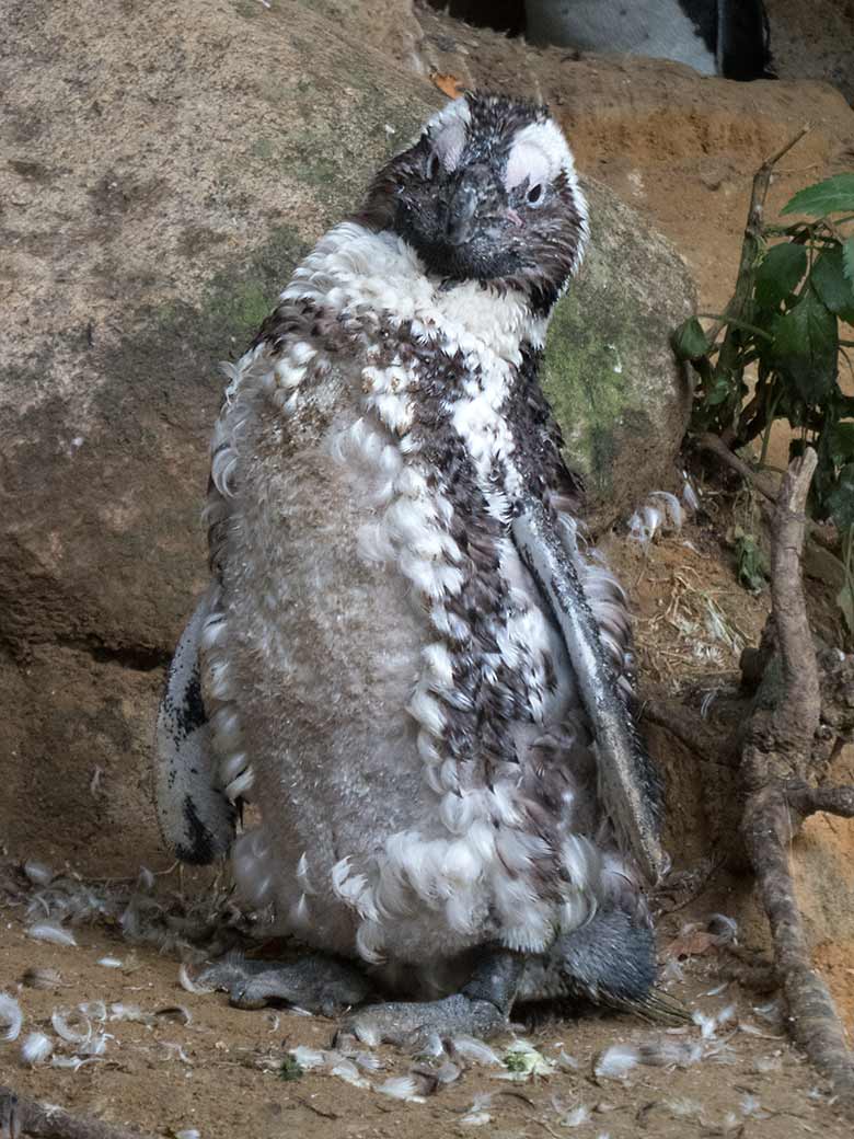 Brillenpinguin in der Mauser am 13. Juli 2019 auf der Außenanlage der Brillenpinguine im Grünen Zoo Wuppertal