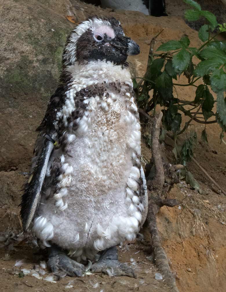 Brillenpinguin in der Mauser am 13. Juli 2019 auf der Außenanlage der Brillenpinguine im Zoologischen Garten der Stadt Wuppertal