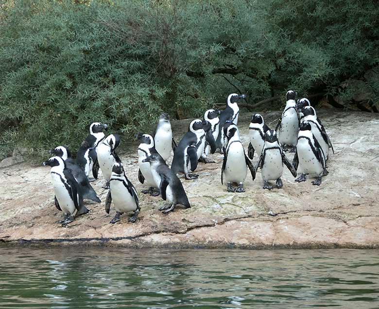 Brillenpinguine am 22. September 2019 auf der Außenanlage im Grünen Zoo Wuppertal