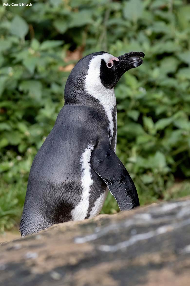 Brillenpinguin am 23. Oktober 2019 auf der Brillenpinguin-Anlage im Grünen Zoo Wuppertal (Foto Gerrit Nitsch)