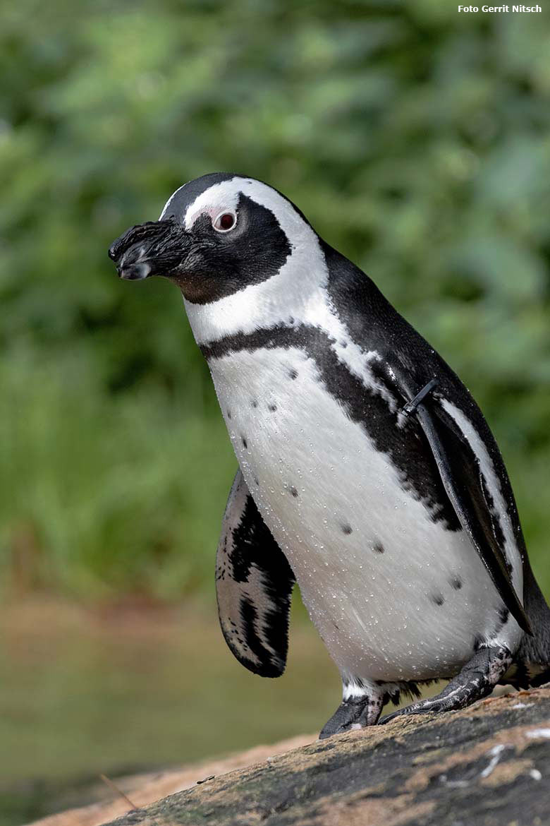 Brillenpinguin am 23. Oktober 2019 auf der Brillenpinguin-Anlage im Wuppertaler Zoo (Foto Gerrit Nitsch)