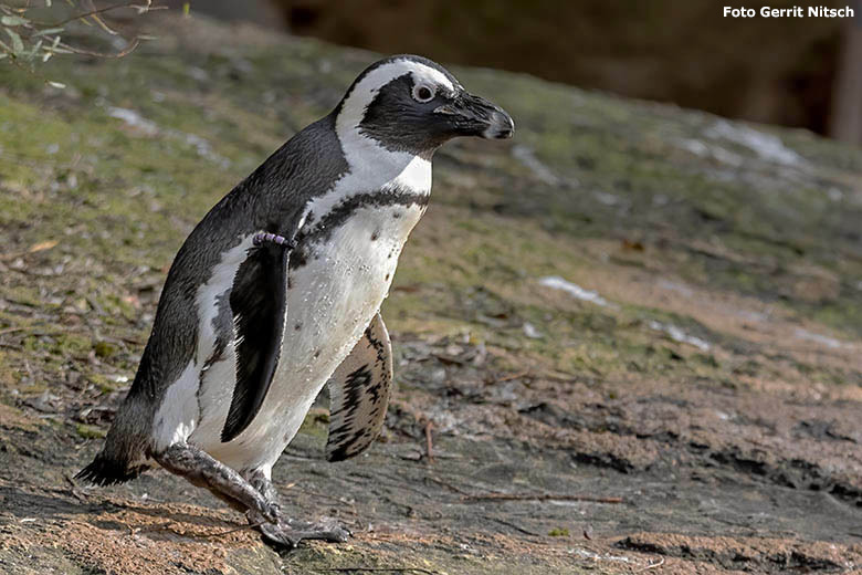 Brillenpinguin am 30. Oktober 2019 auf der Außenanlage im Zoologischen Garten Wuppertal (Foto Gerrit Nitsch)