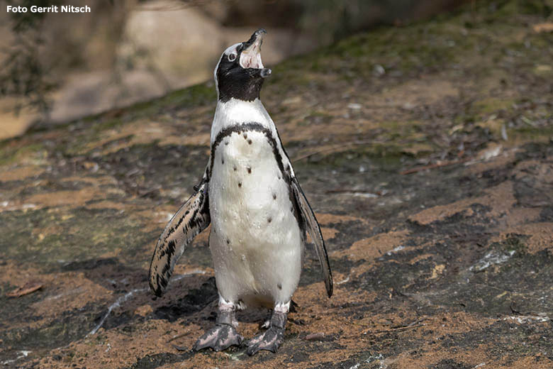 Brillenpinguin am 30. Oktober 2019 auf der Außenanlage im Grünen Zoo Wuppertal (Foto Gerrit Nitsch)