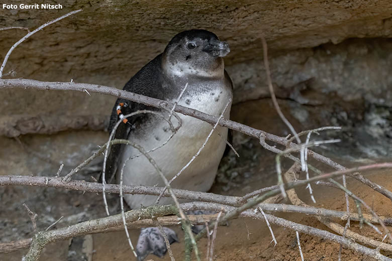 Junger Brillenpinguin am 30. Oktober 2019 in einer Höhle auf der Außenanlage im Zoo Wuppertal (Foto Gerrit Nitsch)