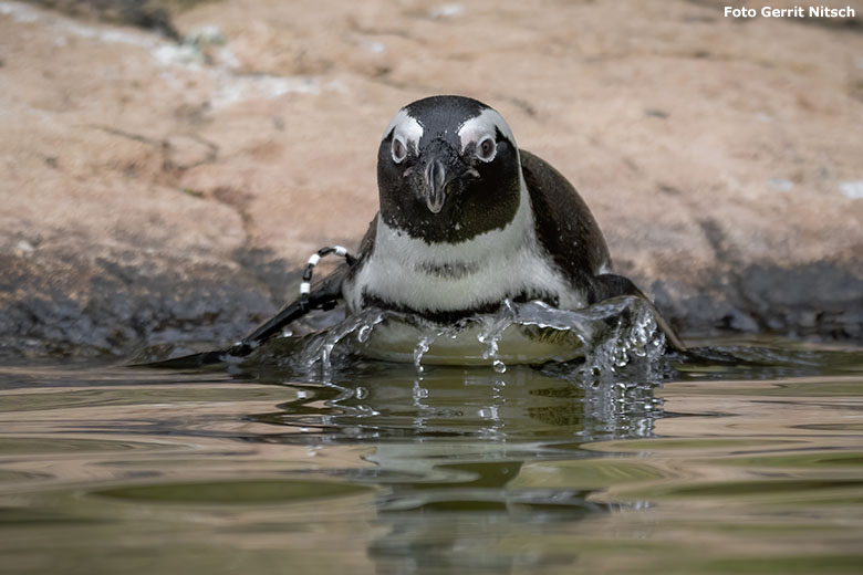 Brillenpinguin am 30. Oktober 2019 am Wasser der Außenanlage im Zoologischen Garten der Stadt Wuppertal (Foto Gerrit Nitsch)