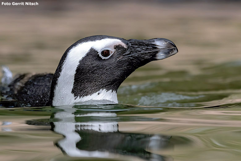 Brillenpinguin am 30. Oktober 2019 im Wasser der Außenanlage im Grünen Zoo Wuppertal (Foto Gerrit Nitsch)
