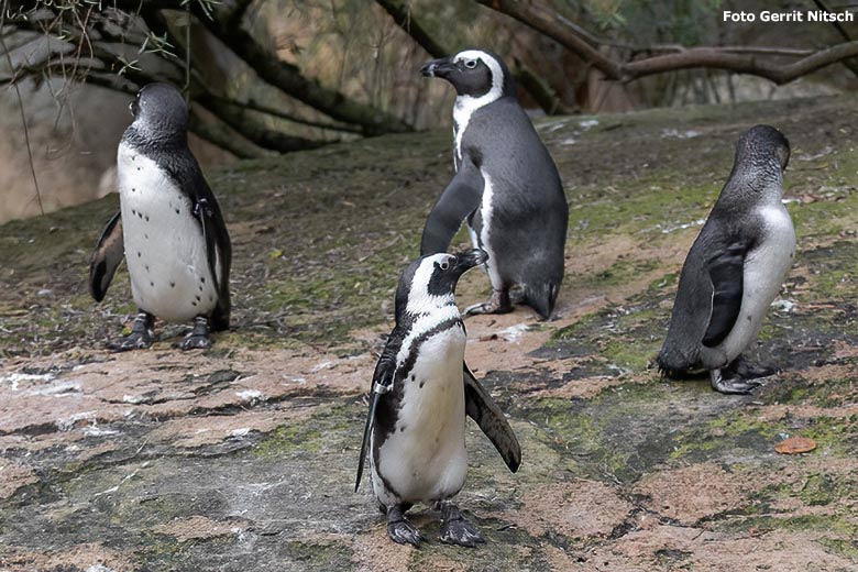 Brillenpinguine am 30. Oktober 2019 auf der Außenanlage im Wuppertaler Zoo (Foto Gerrit Nitsch)