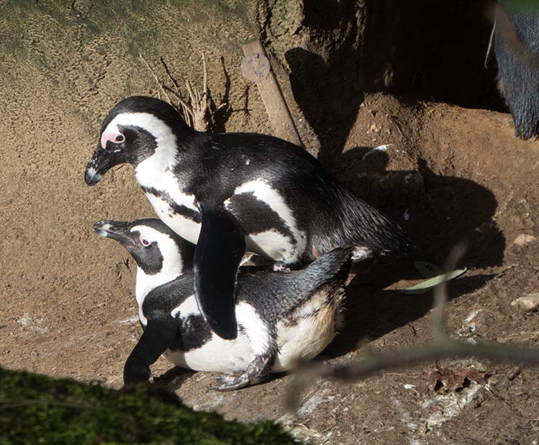 Brillenpinguin-Paarung am 17. Februar 2020 auf der Außenanlage im Grünen Zoo Wuppertal