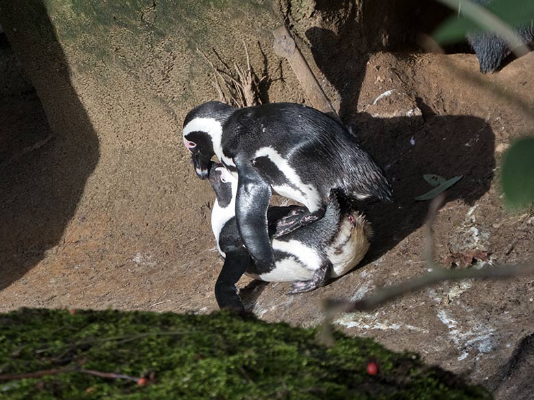 Brillenpinguine bei der Paarung am 17. Februar 2020 auf der Außenanlage im Zoo Wuppertal