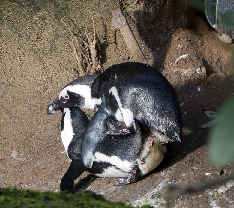 Paarende Brillenpinguine am 17. Februar 2020 auf der Außenanlage im Zoologischen Garten der Stadt Wuppertal