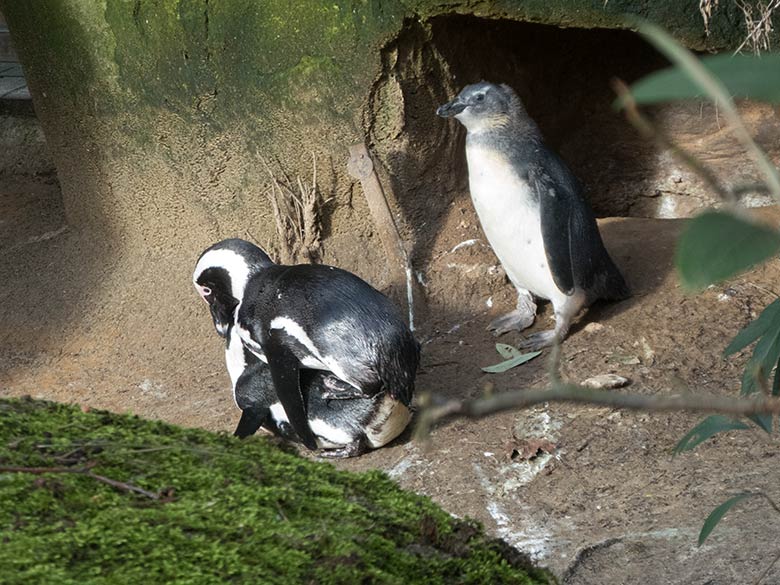 Paarung der Brillenpinguine am 17. Februar 2020 auf der Außenanlage im Wuppertaler Zoo