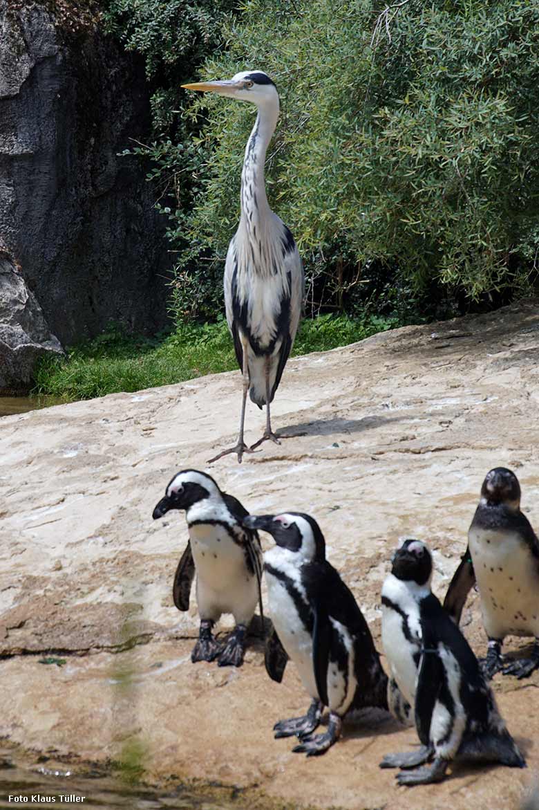 Wildlebender Graureiher am 20. Mai 2020 zu Besuch bei den Brillenpinguinen im Wuppertaler Zoo (Foto Klaus Tüller)