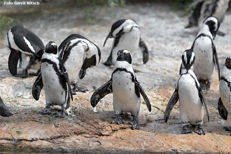 Brillenpinguine am 11. August 2020 auf der Außenanlage im Grünen Zoo Wuppertal (Foto Gerrit Nitsch)