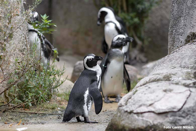 Brillenpinguine am 11. August 2020 auf der Außenanlage im Zoologischen Garten Wuppertal (Foto Gerrit Nitsch)