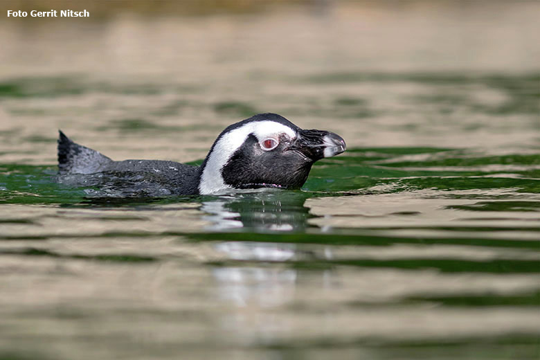 Brillenpinguin am 11. August 2020 auf der Außenanlage im Wuppertaler Zoo (Foto Gerrit Nitsch)